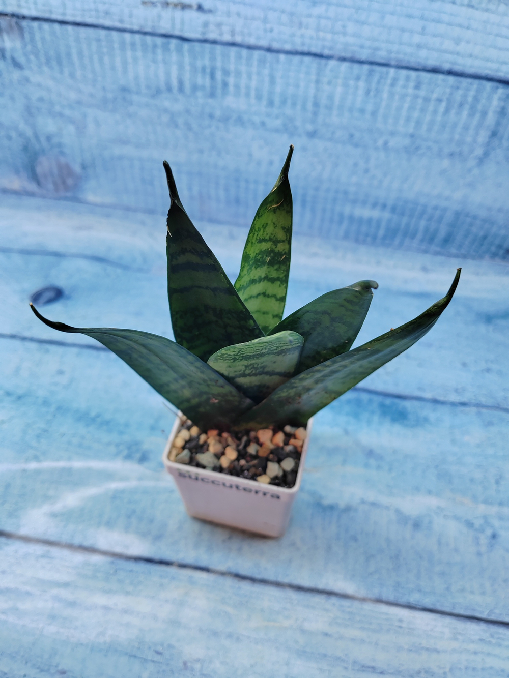 Sansevieria Zeylanica Fan (Сансевиерия)