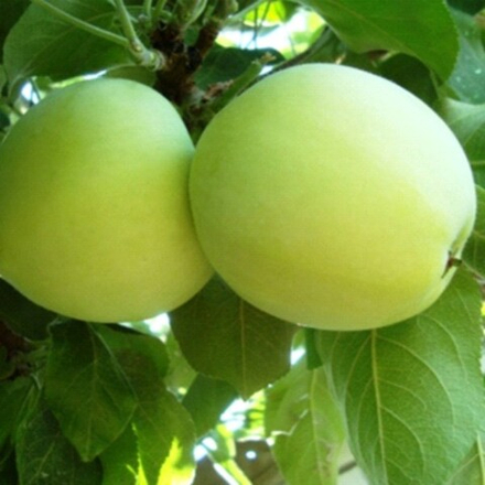 Яблоня летняя Белый налив (2-летняя) п/карл.подвой ОКС