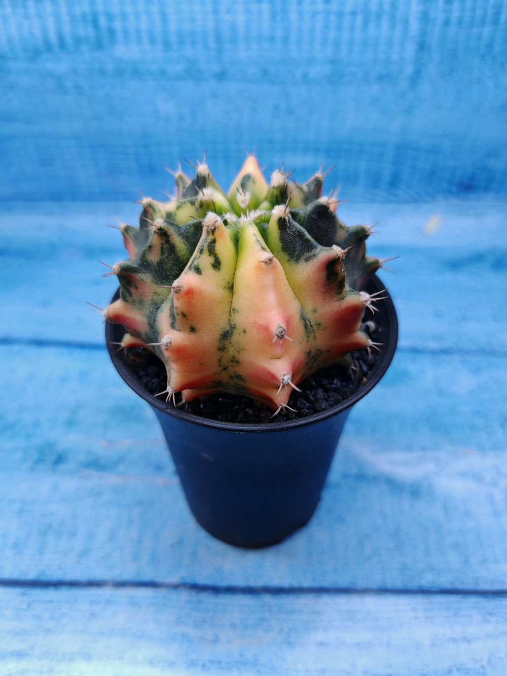 Gymnocalycium Variegata (Гимнокалициум Вариегатный)