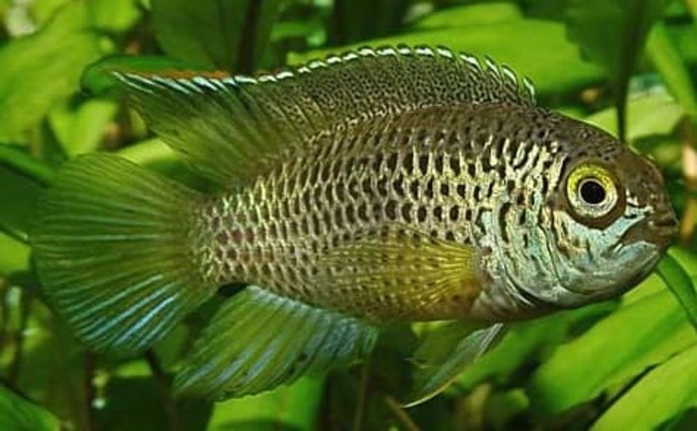 Акара бирюзовая, S (код 687) Акара бирюзовая, S (код 687)