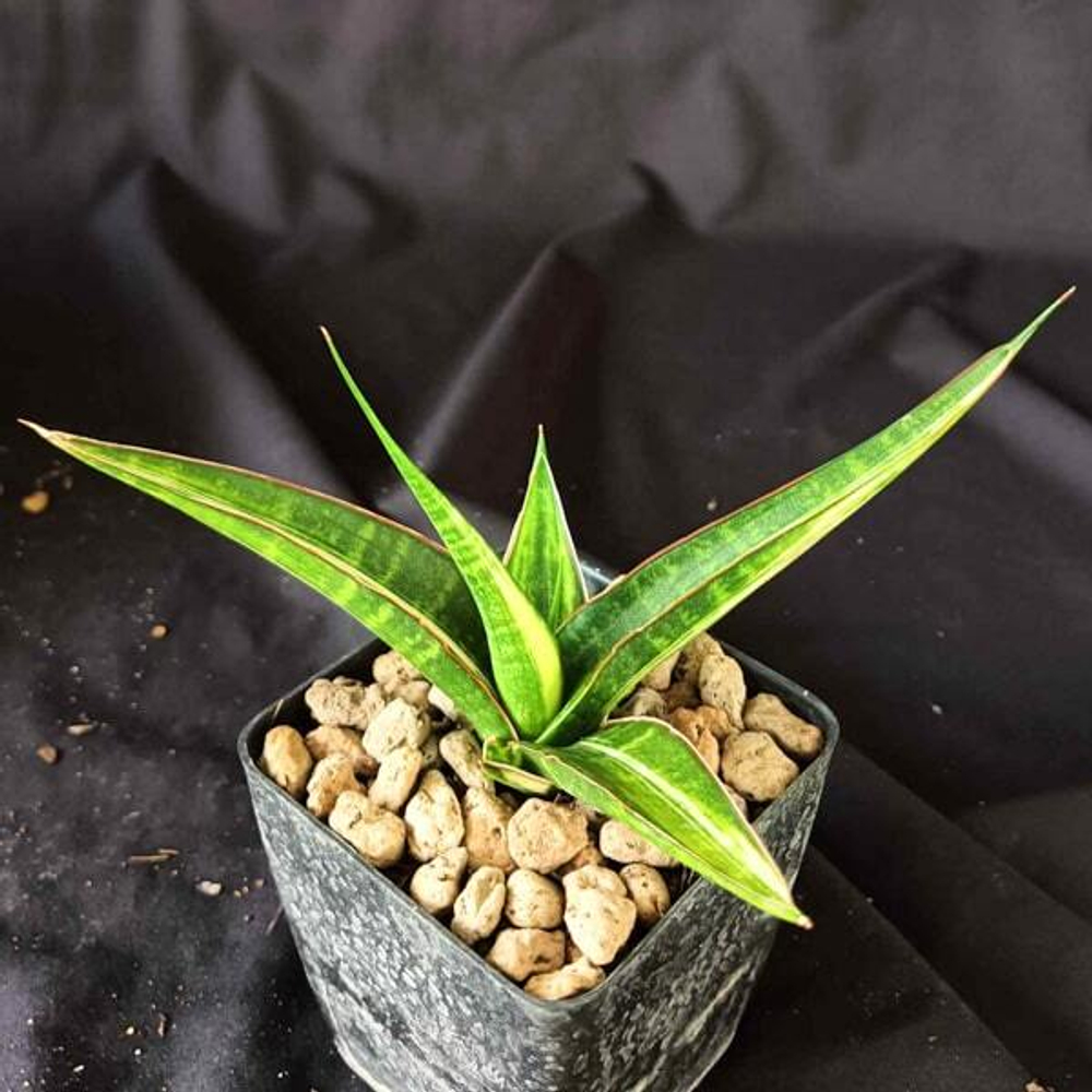 Сансевиерия SNOW WHITE VAR