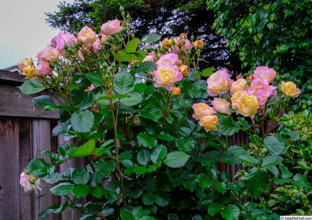 Лайф Оф Зе Пати (Life of the Party)