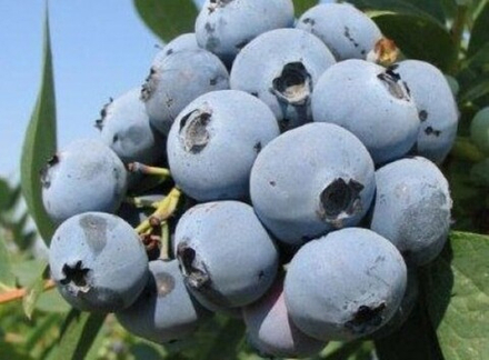 Эрли Блю (Earliblue) голубика 2 года С1.5-2.0