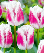 ЛУКОВИЦЫ ТЮЛЬПАН БАХРОМЧАТЫЙ  SUPER SIESTA 12/14, DARIT 5 ШТ/УП