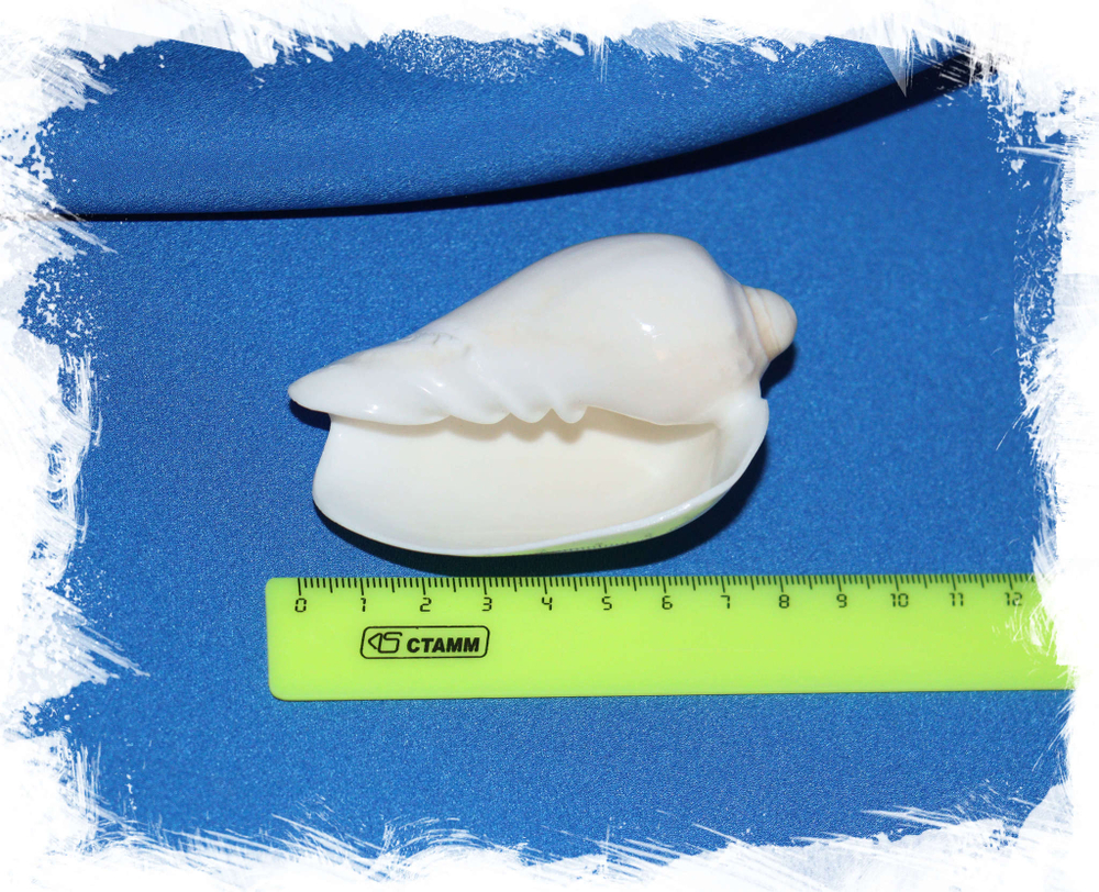 Цимбиола нобилис белая 7-9см