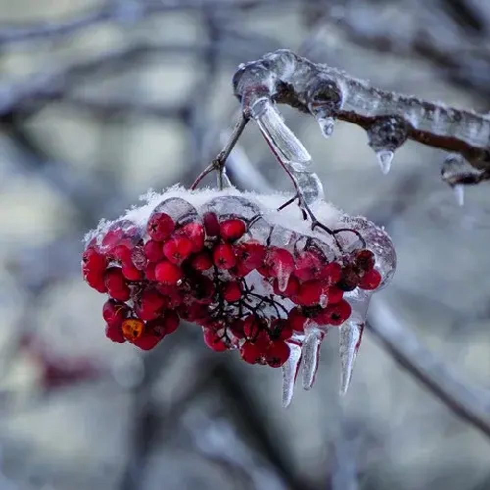 Отдушка TFC - Снежные сосульки (Snowberry Icicles)