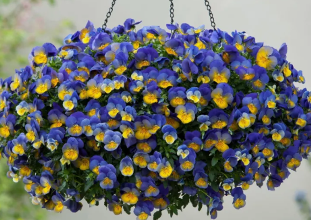 Виола ампельная Кул Вейв морфо конец МАРТа Рассада ОКС