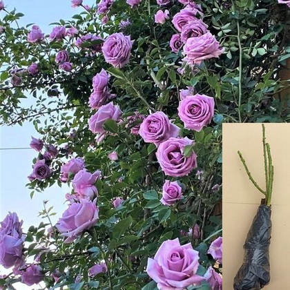 Роза Индиголетта плетистая морозостойкая саженец с ОКС.