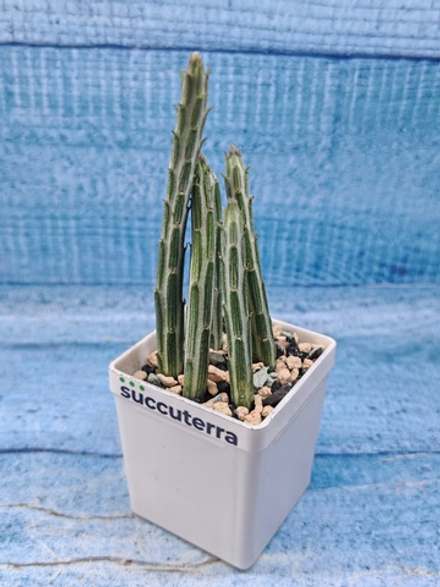 Senecio Stapeliiformis (Крестовник)