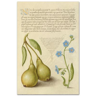 Груша и незабудка