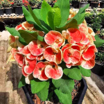 Эуфорбия Миля QUEEN MILLIONAIRE