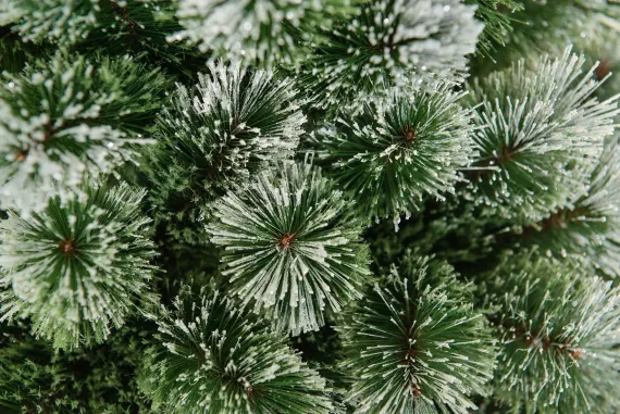 Искусственная сосна Скарлетт с инеем 180 см., Леска, ЕлкиТорг (96180)