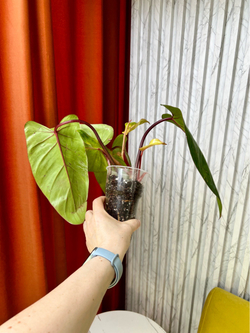 Филодендрон Медуза, D8см Н25см, 1шт, Urban Jungle (7583)