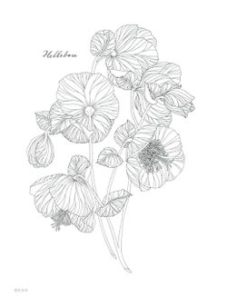 The flower year. Coloring Book (Korea)