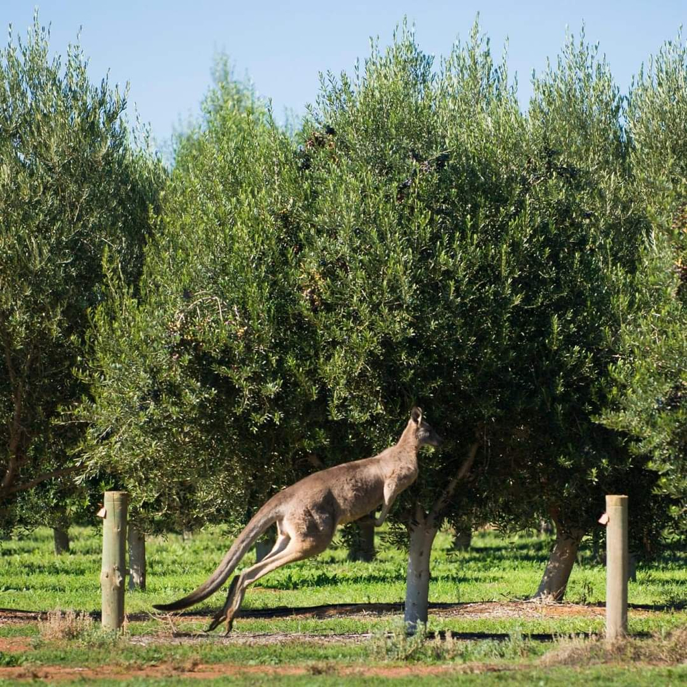 Оливковое масло Cobram Estate нерафинированное, сорт Пикуаль, Австралия