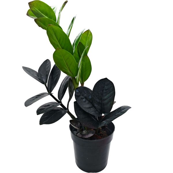 Замиокулькас Равен D12 H30