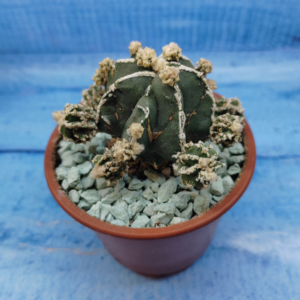 Astrophytum Myriostigma "Hakujo Fukuryu"  (Астрофитум)