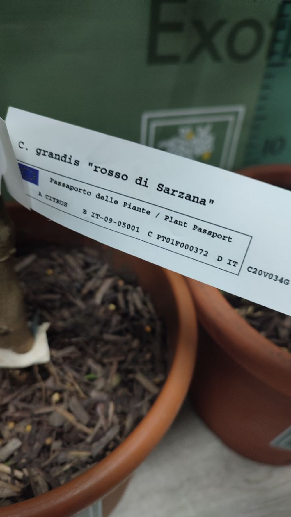 Помело “Rosso di Sarzana”