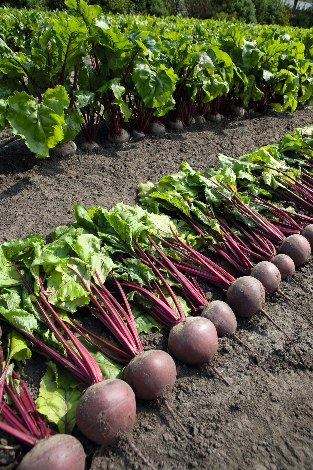 Свекла Пабло F1 1г Мировые Семена VITA GREEN