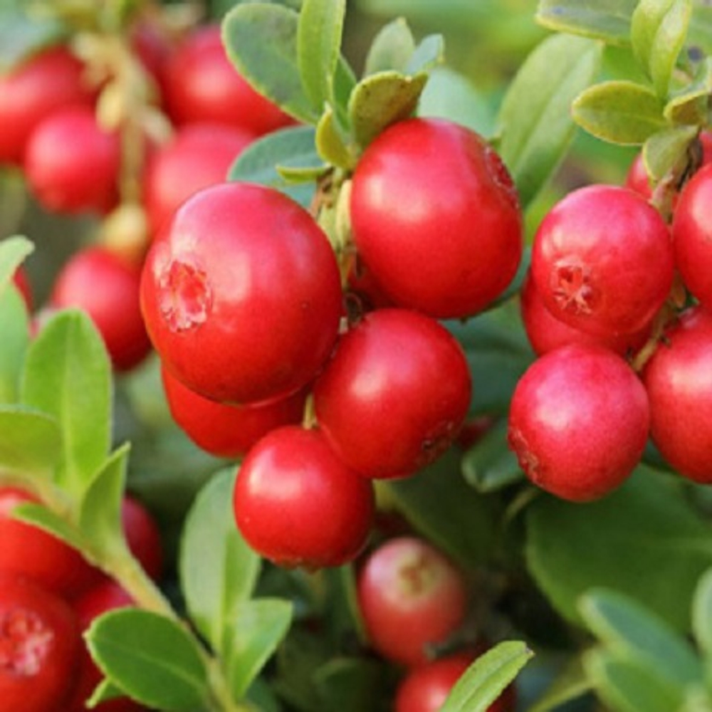 Клюква крупноплодная Ховес