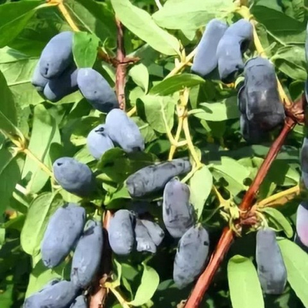 Жимолость Изюминка (2-летняя) ОКС