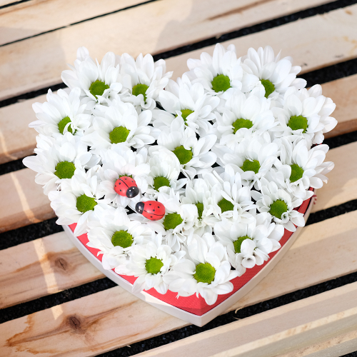 Купить Композиция-сердце из ромашковых хризантем «Лето!»