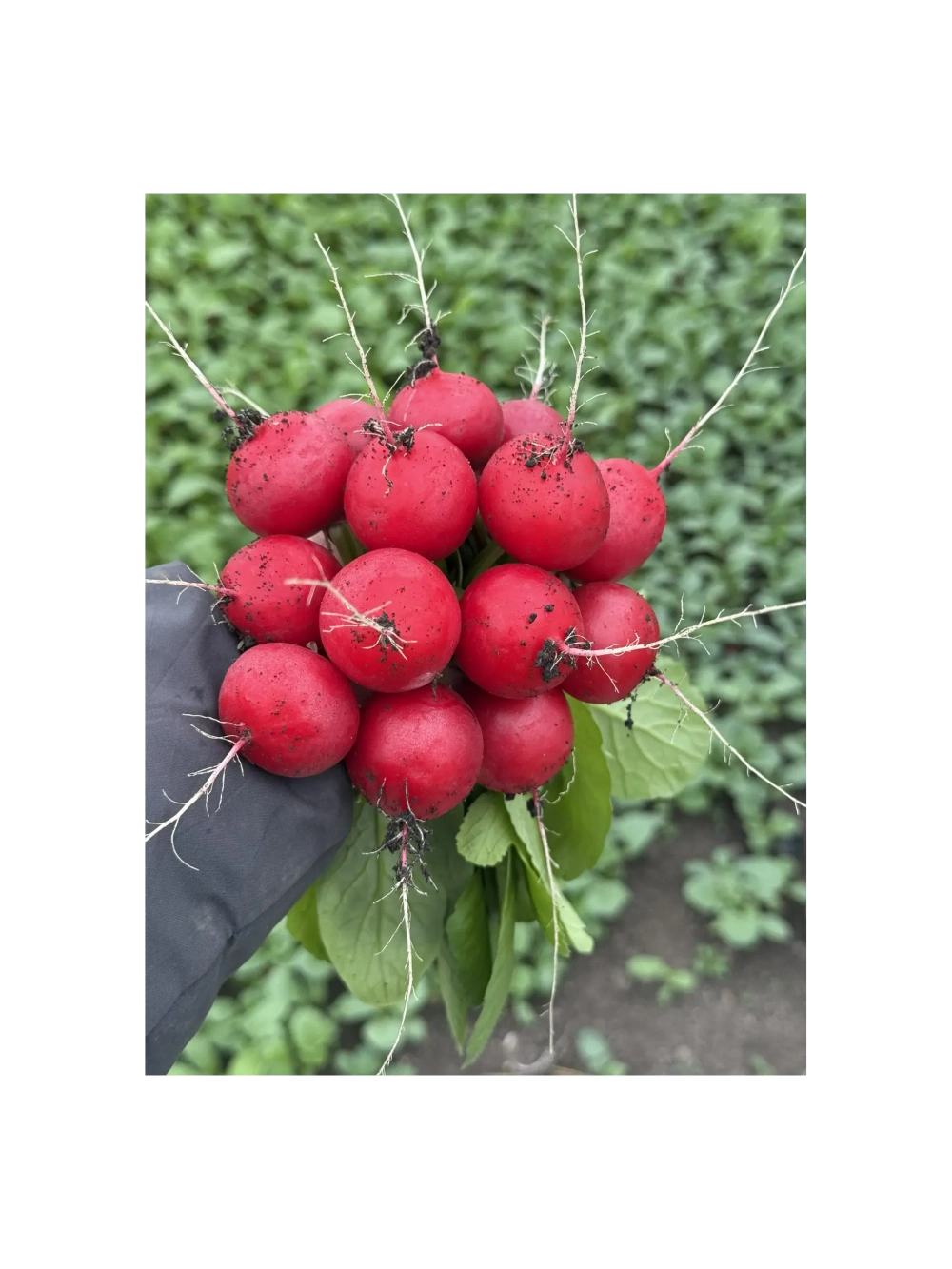 Селеста F1 семена редиса (Enza Zaden / Энза Заден)