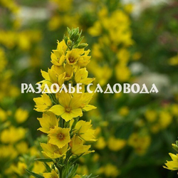 Вербейник точечный (горшок 1л)