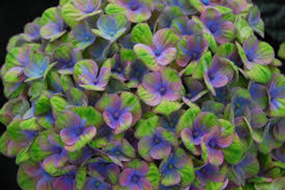 Меджикал Аметист Блю (Magical AMETHYST BLUE) р14 Европа весна 2026 г