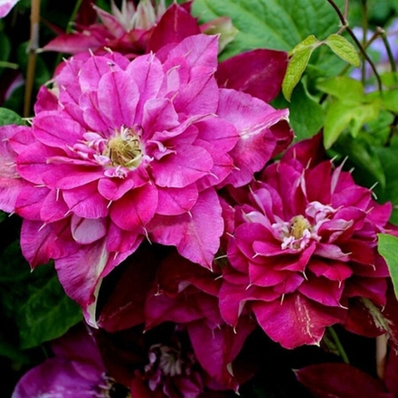 Клематис Хот Кисес (Hot Kises)