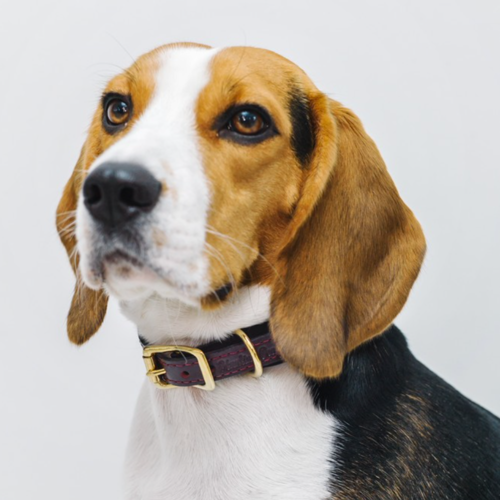 Ошейник «Пони-макарони» HuntingPony