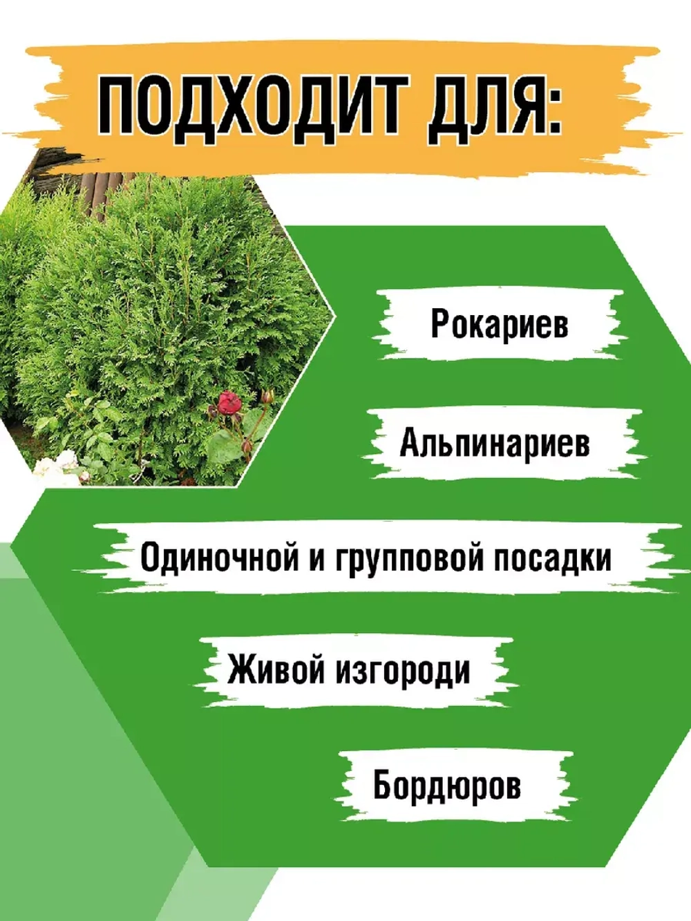 Туя саженец западная Вудварди хвойные деревья