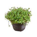 Солейролия