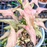 Сингониум ORM NAK PUM VAR