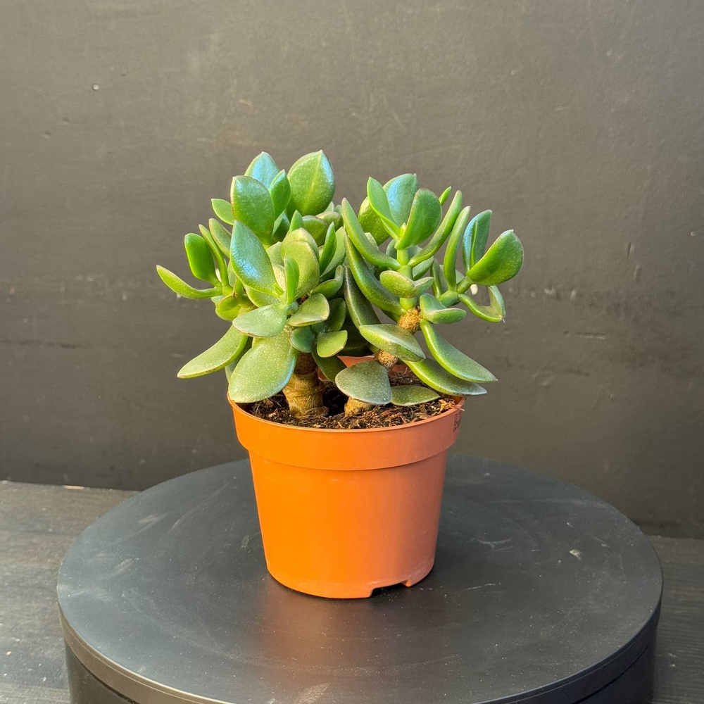 Суккулент из рода Крассула (Crassula)
