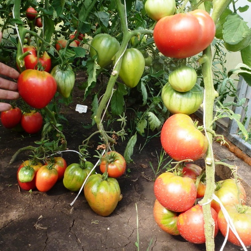 Помидоры Сердце Тибета