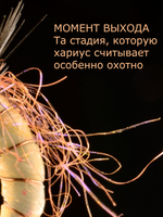 Скользкий тип Желтый Мандарин