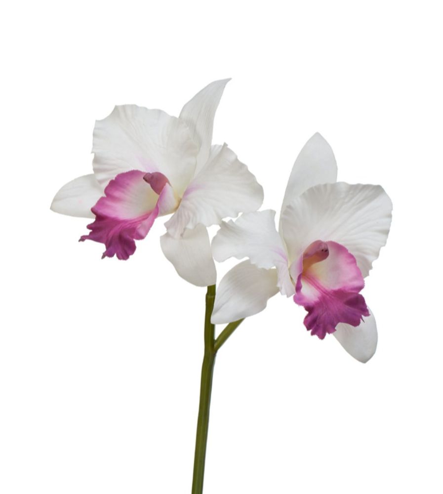 Орхидея Каттлея белая с тёмно-розовым язычком, в-29 см