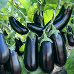 Эпик F1 семена баклажана (Seminis / Семинис)