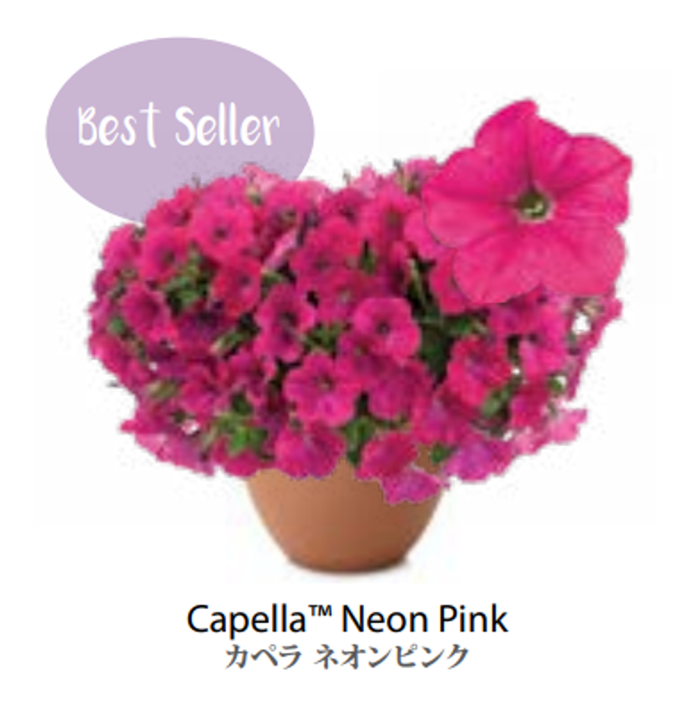 ЕВРО Petunia Capella Neon Pink укорененный черенок середина декабря 25