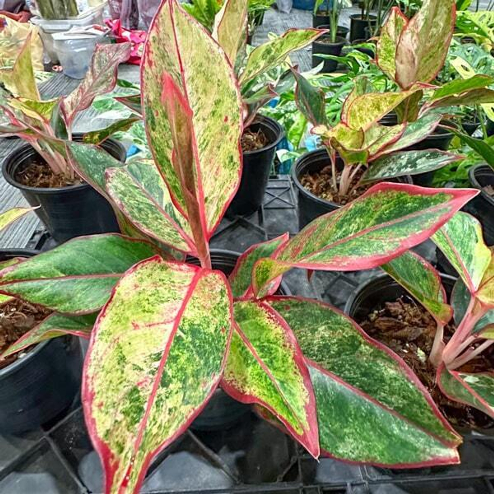 Аглаонема AURORA VAR