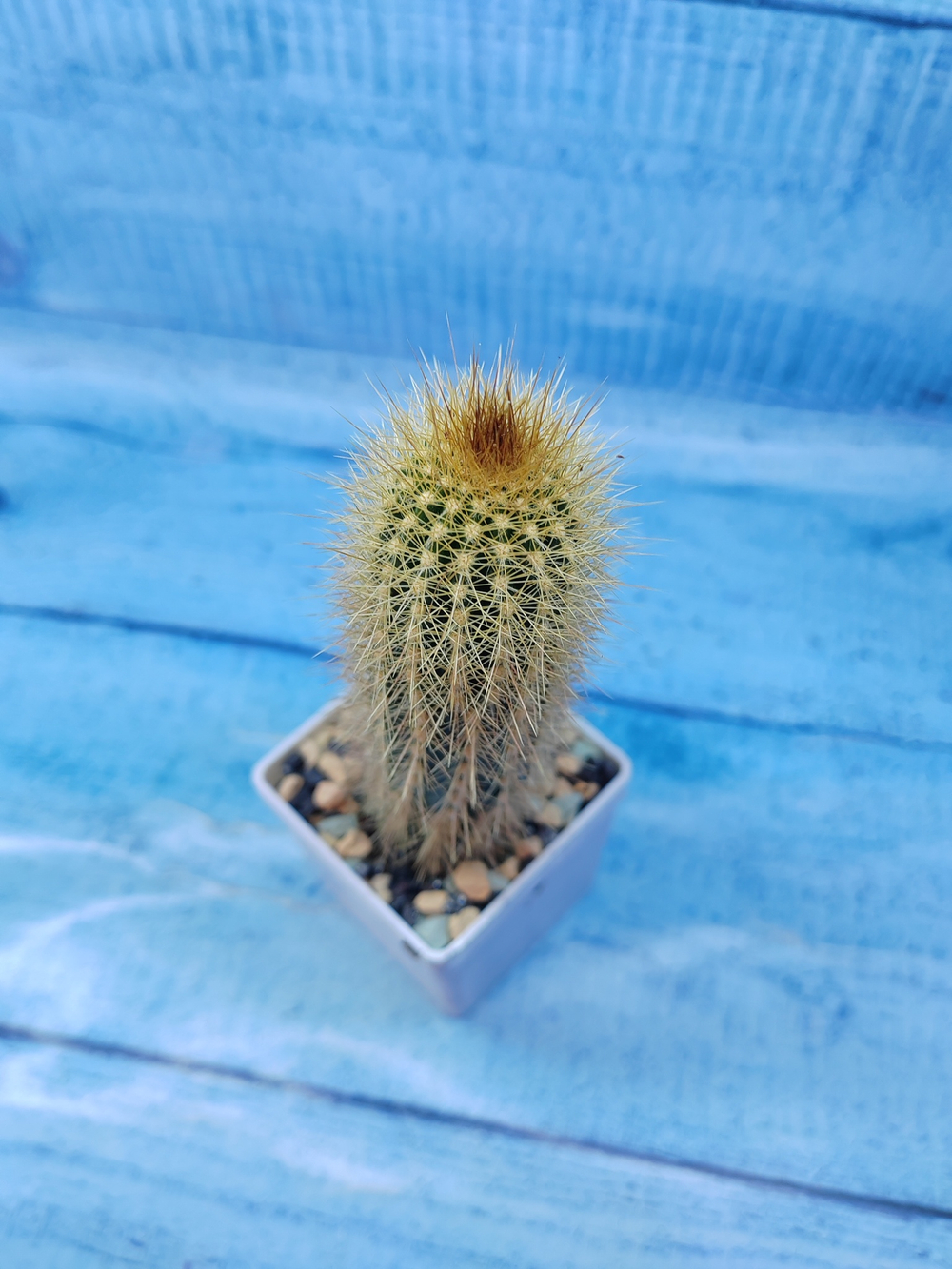 Pilosocereus Chrysostele (Пилоцереус)