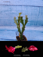 Schlumbergera cv. Thor Wild Cactus Orange (Шлюмбергера)