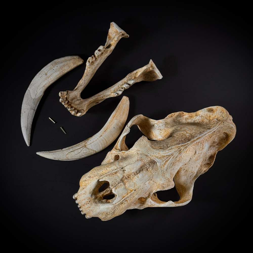 Smilodon