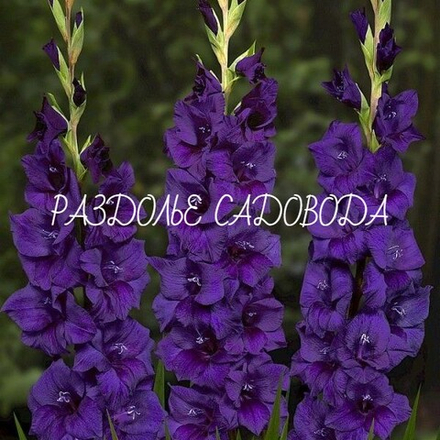 Гладиолус Пурпл Флора
