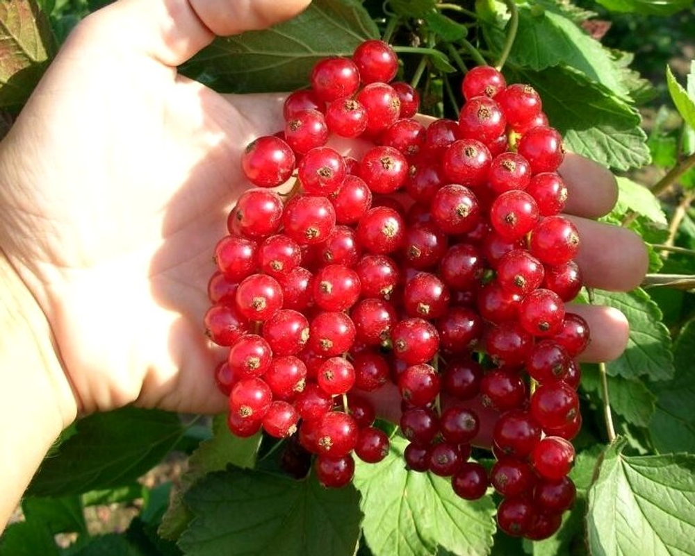 Смородина красная Йонкер Ван Тетс