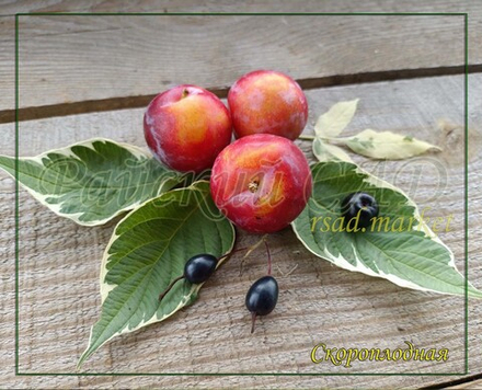 Слива Скороплодная