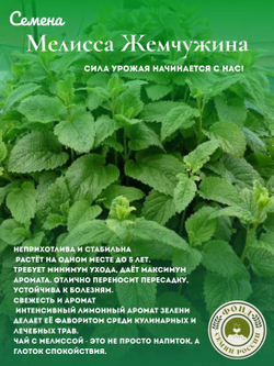 Мелисса Лекарственная, Жемчужина, Семена 0,1 гр.