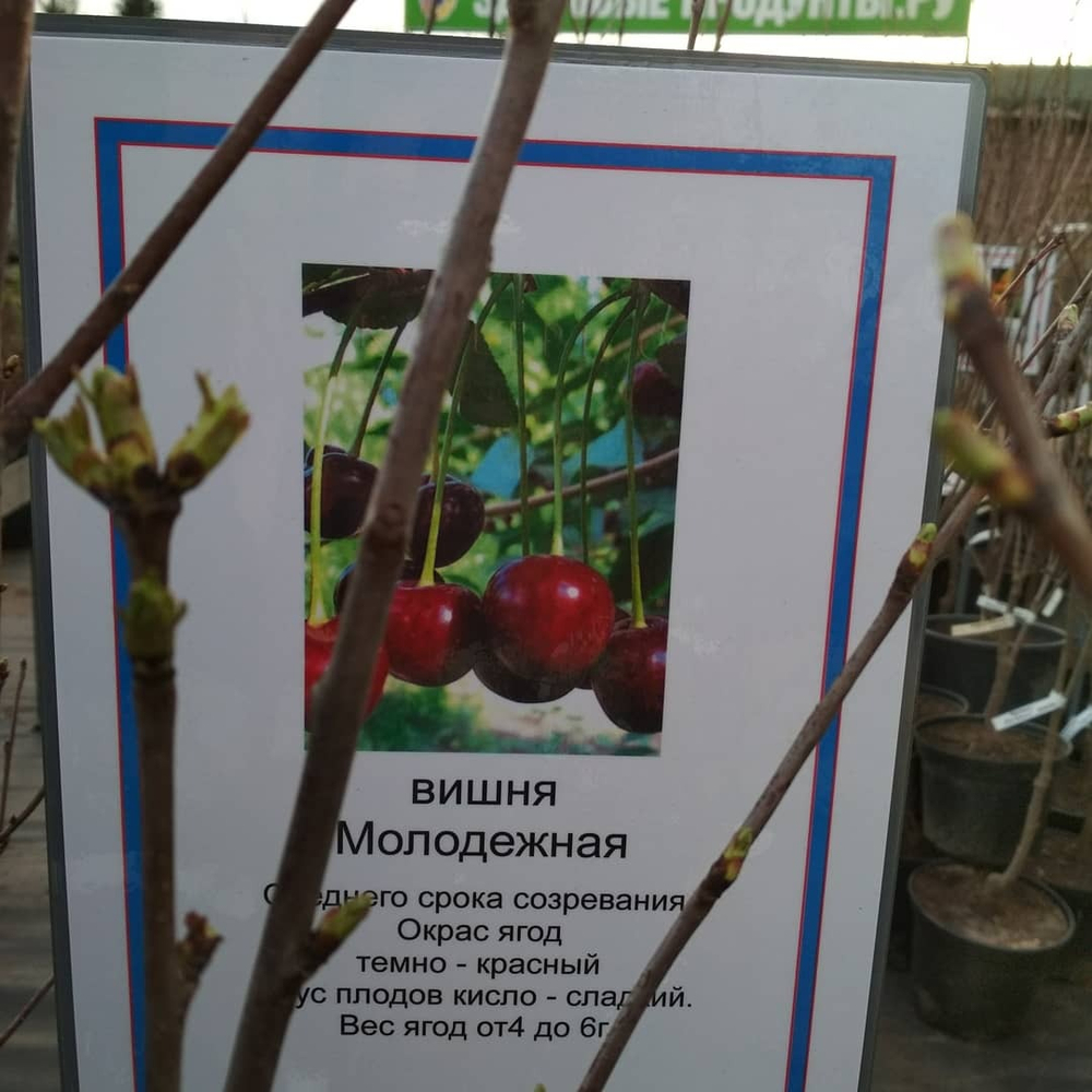 Вишня Молодежная 3 года