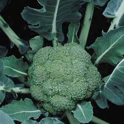 МОНТОП F1 семена капусты брокколи (Syngenta | Alexagro)